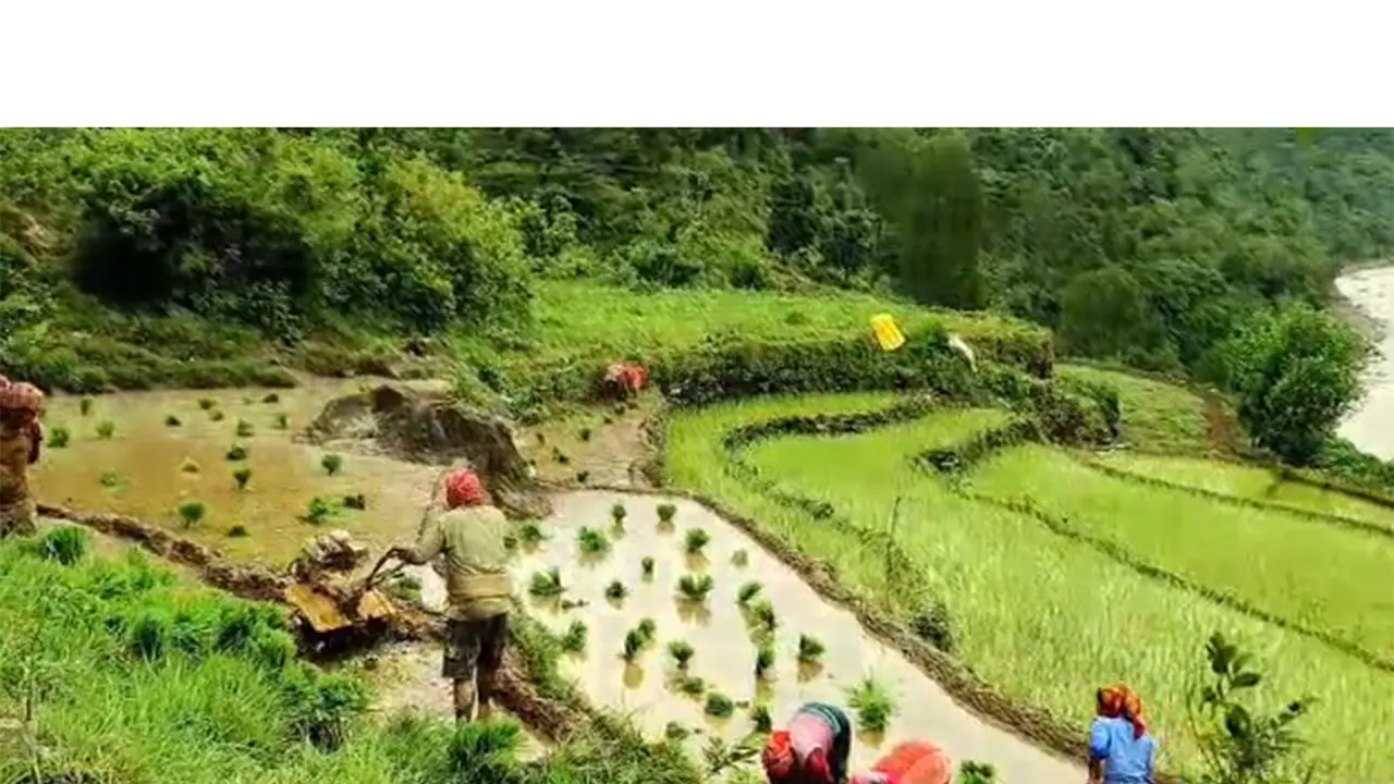 Paddy transplantation in full swing across Uttarakhand’s Rudraprayag district (Photo/ANI) Paddy transplantation in full swing across Uttarakhand’s Rudraprayag district (Photo/ANI)