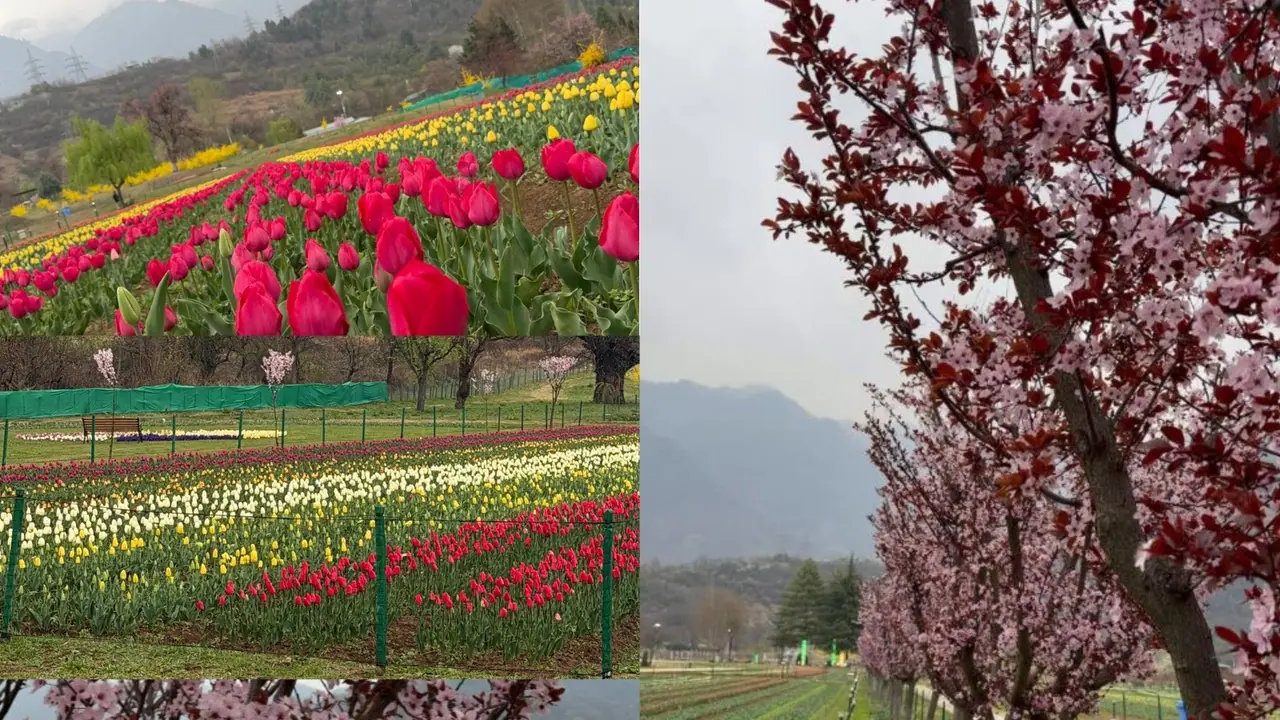 Glimpses of Asia's Asia’s largest tulip garden in Srinagar set to open to public on Monday (Photo/@OmarAbdullah) Glimpses of Asia's Asia’s largest tulip garden in Srinagar set to open to public on Monday (Photo/@OmarAbdullah)