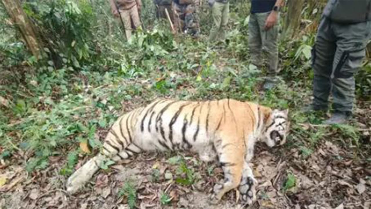 Tigress carcass found in Kaziranga National Park (Photo/ Kaziranga National Park authority) Tigress carcass found in Kaziranga National Park (Photo/ Kaziranga National Park authority)