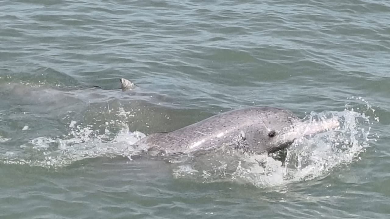 Gujarat emerges as a key contributor to Dolphin Conservation (Photo/Gujarat CMO) Gujarat emerges as a key contributor to Dolphin Conservation (Photo/Gujarat CMO)