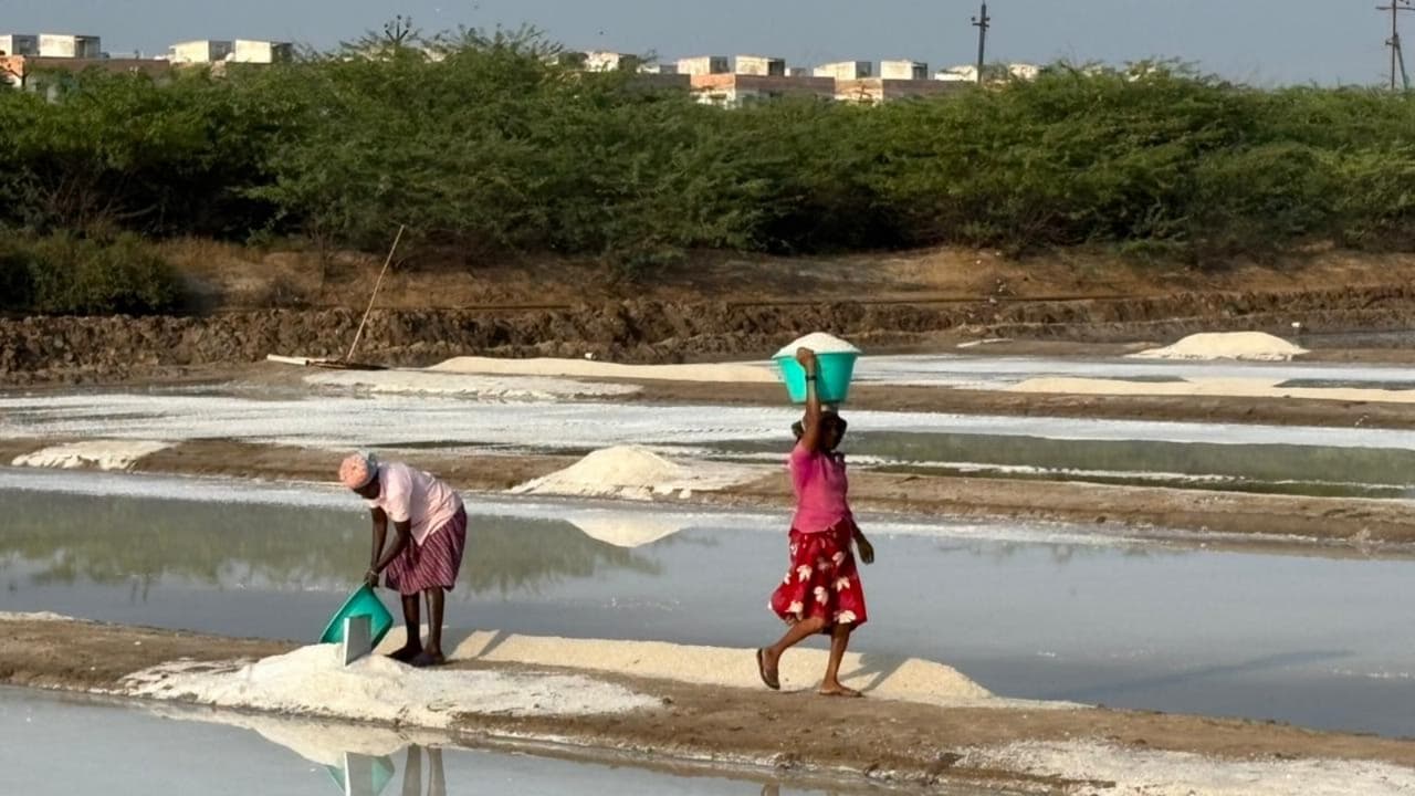 Salt workers in Thoothukodi (Photo/ANI) Salt workers in Thoothukodi (Photo/ANI)