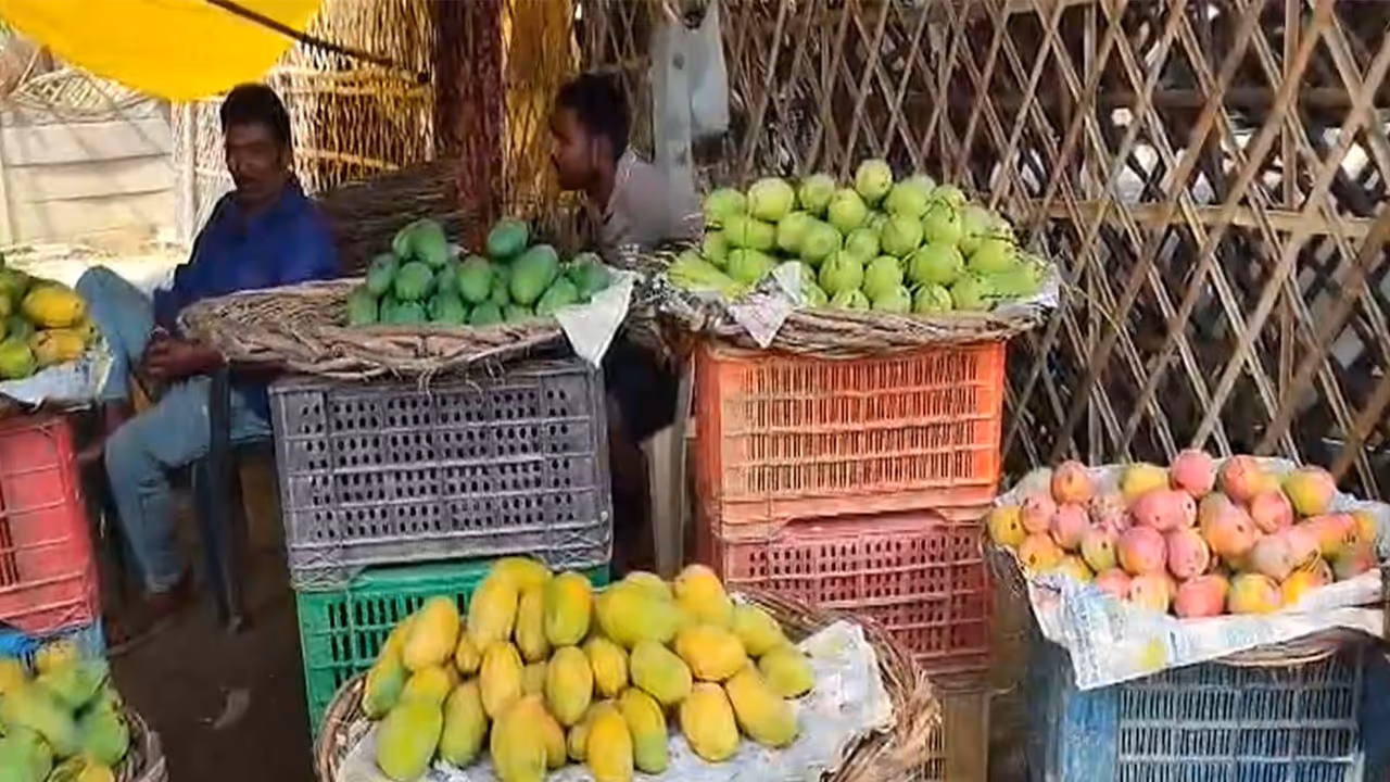 Malihabad Dussehri season begins (Photo/ANI) Malihabad Dussehri season begins (Photo/ANI)