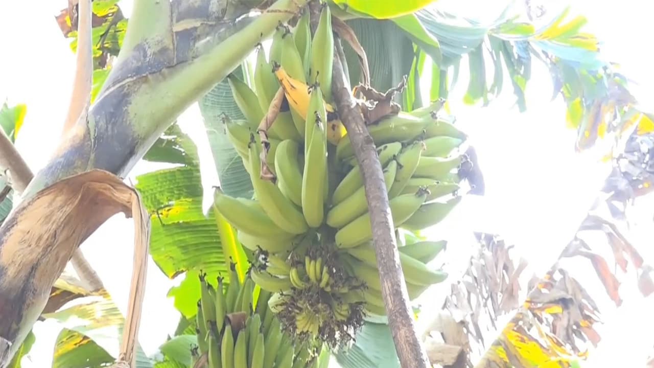 Nendran banana prices plunge in Tiruchirappalli (Photo/ANI) Nendran banana prices plunge in Tiruchirappalli (Photo/ANI)