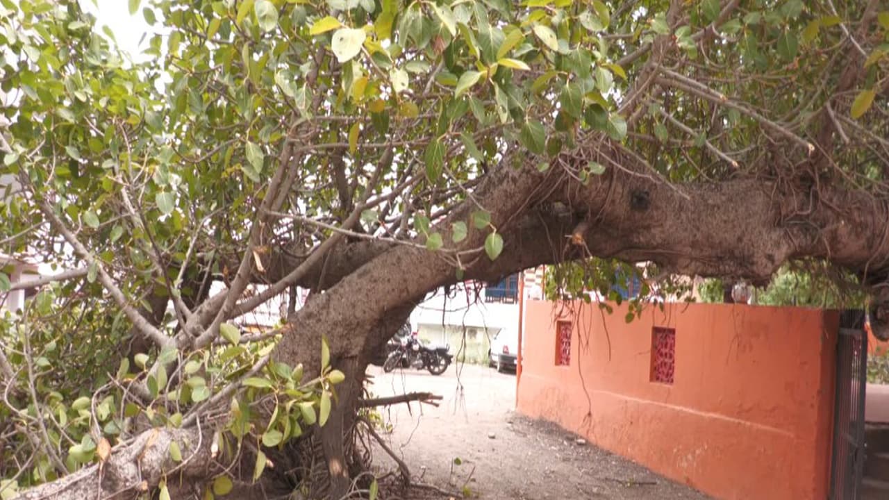 Udhampur storm uproots peepal tree (Photo/ANI) Udhampur storm uproots peepal tree (Photo/ANI)