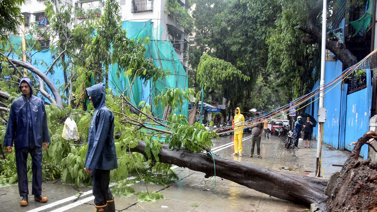 Heavy rain uproots massive tree, disrupts traffic in Mumbai’s Dadar area (Photo/ANI) Heavy rain uproots massive tree, disrupts traffic in Mumbai’s Dadar area (Photo/ANI)