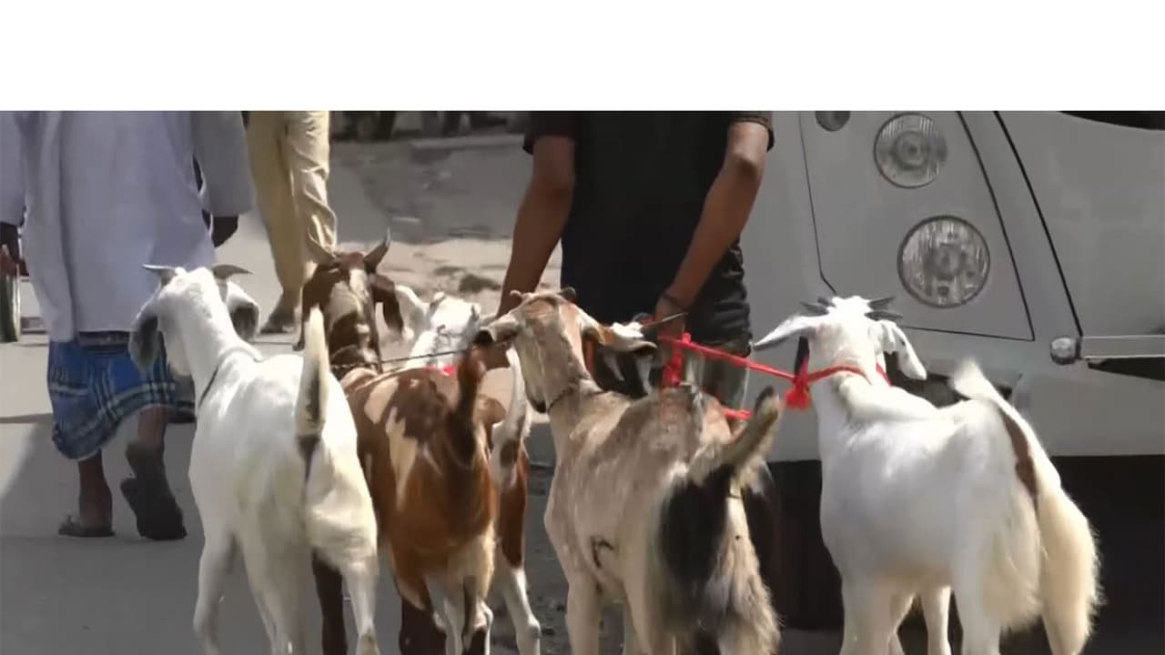 Goats fall ill due to intense summer heat ahead of Eid Al Adha (Photo/ANI) Goats fall ill due to intense summer heat ahead of Eid Al Adha (Photo/ANI)