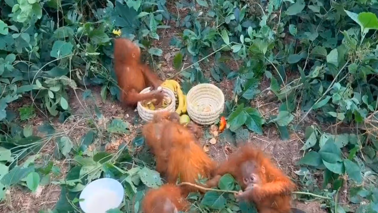 Five young orangutans rescued by Odisha Forest Department (Photo/Forest Department) Five young orangutans rescued by Odisha Forest Department (Photo/Forest Department)