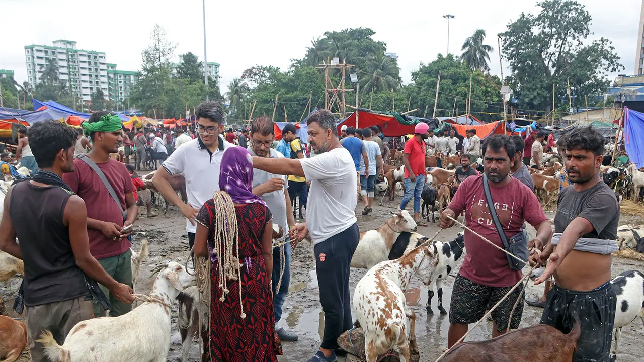People shop for goats in Kolkata ahead of Bakrid (Photo/ANI) People shop for goats in Kolkata ahead of Bakrid (Photo/ANI)
