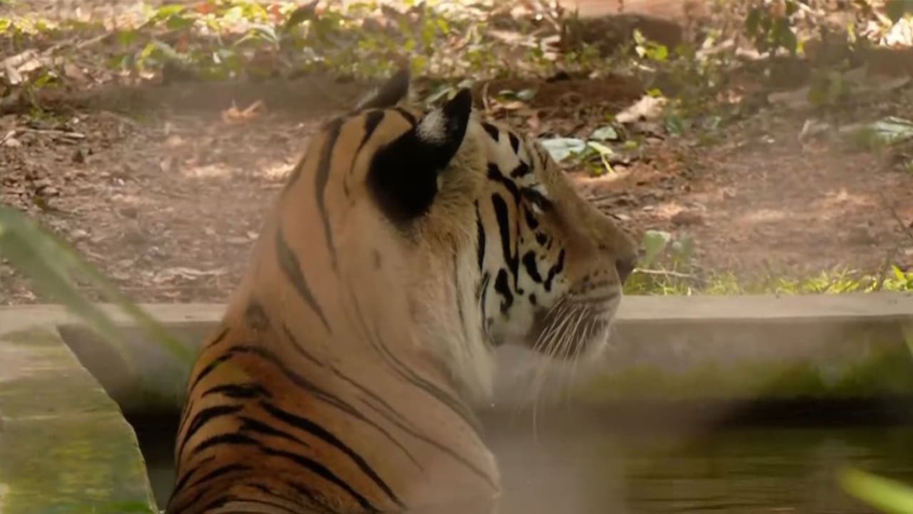 Visual from Nandankanan Zoological Park in Bhubaneswar (Photo/ANI) Visual from Nandankanan Zoological Park in Bhubaneswar (Photo/ANI)