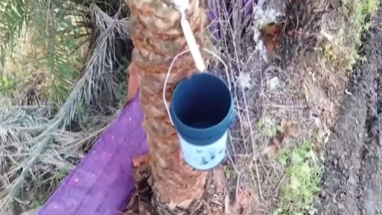 Natural jaggery from the sap of wild date palm trees (Chhind sap) (Photo/ANI) Natural jaggery from the sap of wild date palm trees (Chhind sap) (Photo/ANI)