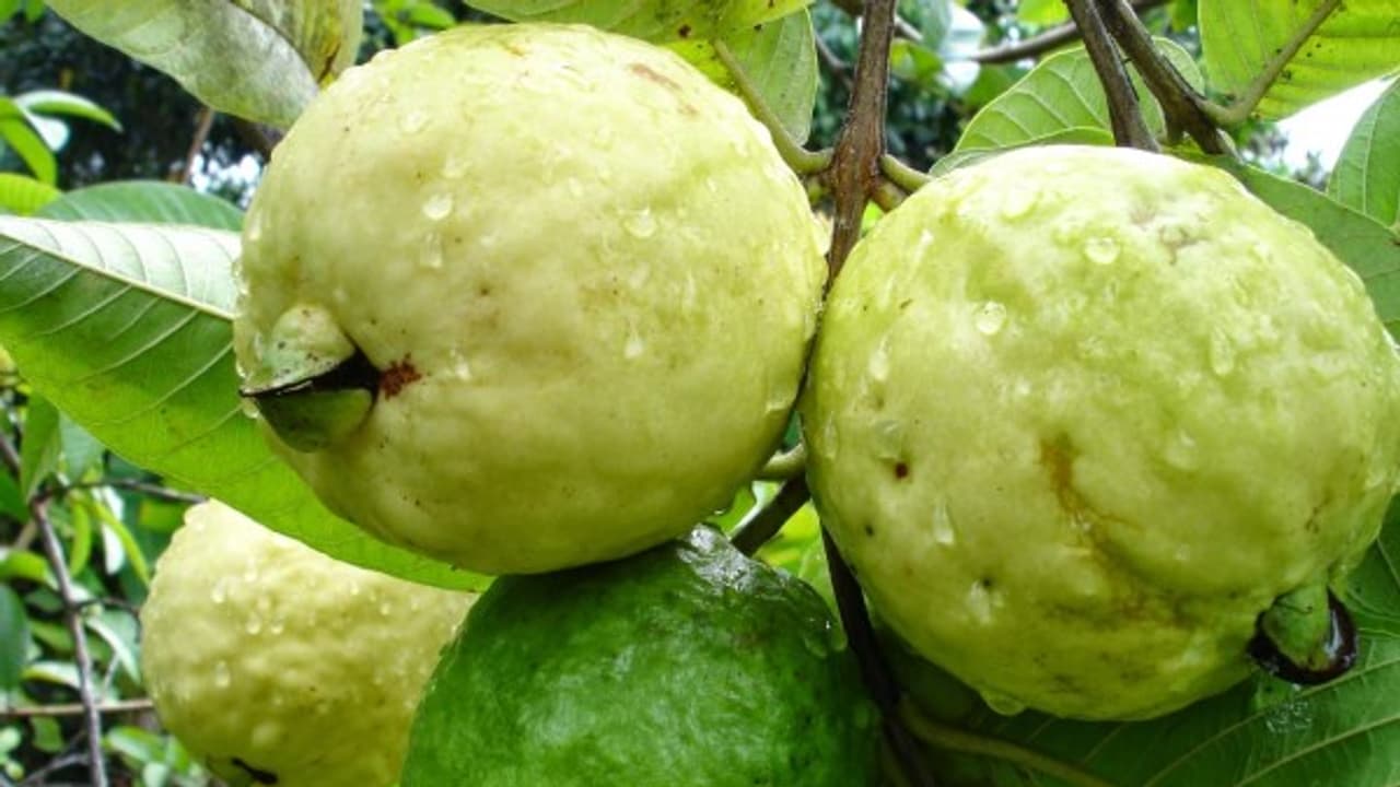 கொய்யா மற்றும் நெல்லியில் அதிக மகசூலுக்கு மேற்கொள்ள வேண்டிய சாகுபடி தொழில்நுட்பங்கள்… கொய்யா மற்றும் நெல்லியில் அதிக மகசூலுக்கு மேற்கொள்ள வேண்டிய சாகுபடி தொழில்நுட்பங்கள்…