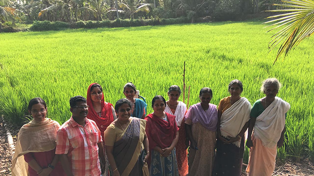 തരിശുനിലത്തില് പൊന്നു വിളയിച്ച് കുടുംബശ്രീ കരുത്ത് തരിശുനിലത്തില് പൊന്നു വിളയിച്ച് കുടുംബശ്രീ കരുത്ത്