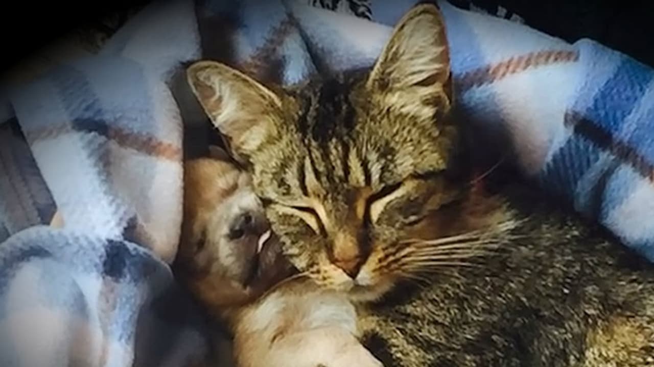 ಬೆಕ್ಕು, ನಾಯಿಗಳಿಗೂ ಕೊರೋನಾ ಭೀತಿ: ಹಂದಿ, ಕೋಳಿಗೆ ಸೋಂಕು ಸಾಧ್ಯತೆ ಕಡಿಮೆ! ಬೆಕ್ಕು, ನಾಯಿಗಳಿಗೂ ಕೊರೋನಾ ಭೀತಿ: ಹಂದಿ, ಕೋಳಿಗೆ ಸೋಂಕು ಸಾಧ್ಯತೆ ಕಡಿಮೆ!