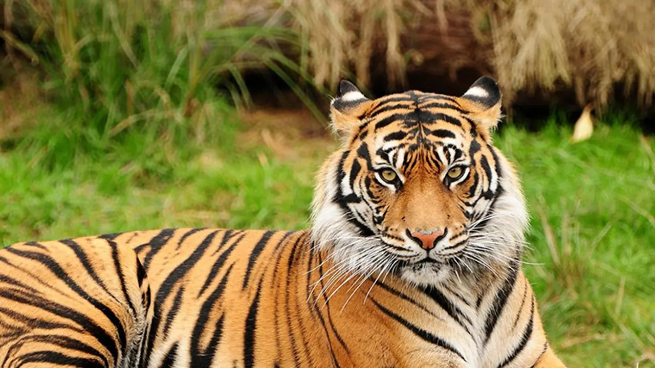 Tigress Avni’s cubs still missing; might die of starvation