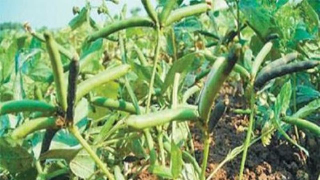 உளுந்து பயிரை வெகுவாக தாக்கும் பூச்சியை இப்படிதான் கட்டுப்படுத்தணும்... உளுந்து பயிரை வெகுவாக தாக்கும் பூச்சியை இப்படிதான் கட்டுப்படுத்தணும்...