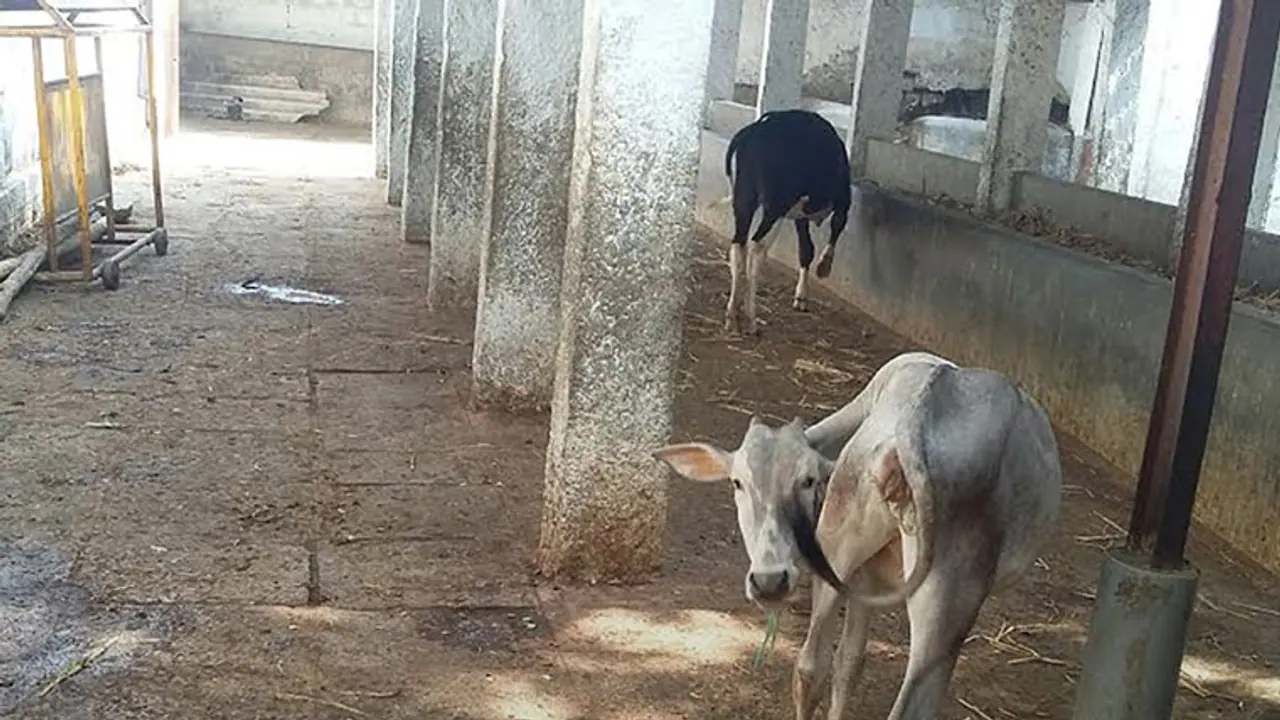 BBMP gets even more serious on cows, raises fine to Rs 2000 on seizure