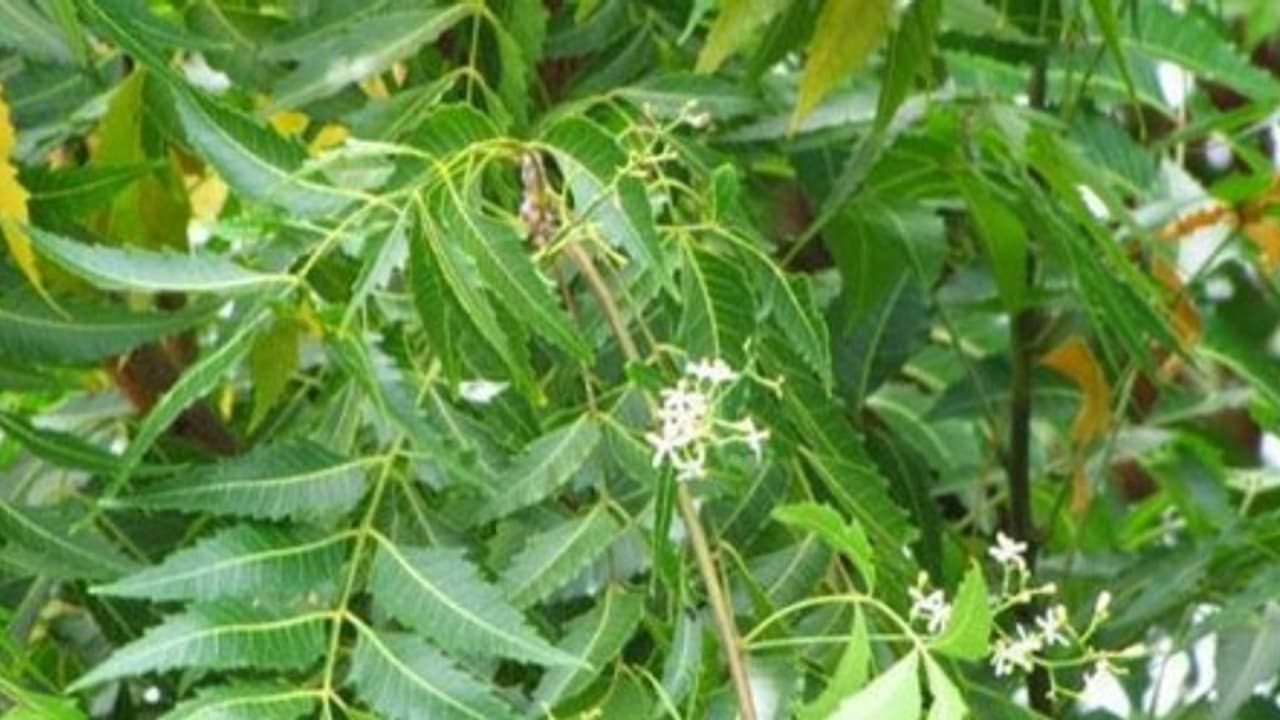 வேளாண்மையில் வேம்பு முக்கியப் பங்கினை வகிக்கிறது. எப்படி? வேளாண்மையில் வேம்பு முக்கியப் பங்கினை வகிக்கிறது. எப்படி?