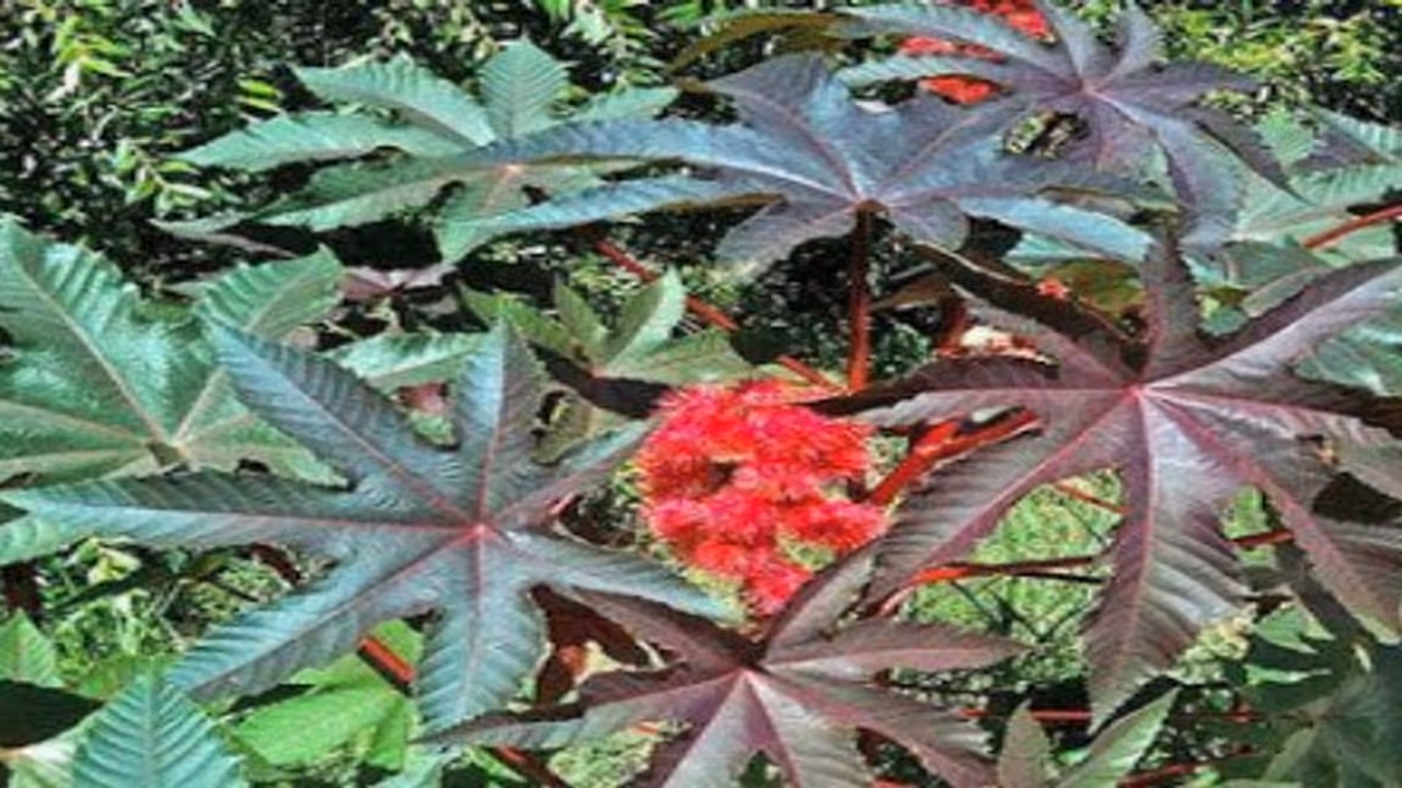 ஆமணக்கு – இதை இப்படி பயன்படுத்தினால்தான் நன்மை கிடைக்கும்… ஆமணக்கு – இதை இப்படி பயன்படுத்தினால்தான் நன்மை கிடைக்கும்…