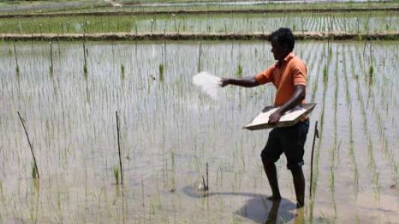 பயிர்களுக்கு உயிர் உரங்களை இடுவதால் உற்பத்தியை பெருமளவுக் கூட்டலாம்… பயிர்களுக்கு உயிர் உரங்களை இடுவதால் உற்பத்தியை பெருமளவுக் கூட்டலாம்…