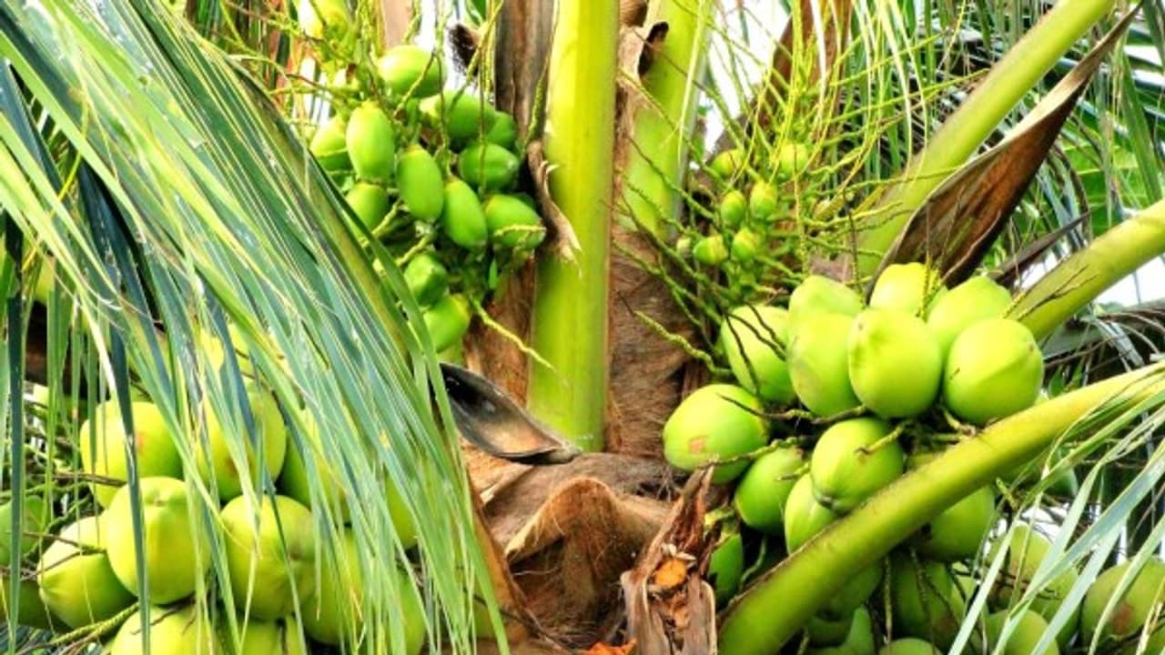 தென்னையில் இளங்காய்கள் உதிருகிறதா? இந்த மூன்று குறைபாடாக இருக்கும்... தென்னையில் இளங்காய்கள் உதிருகிறதா? இந்த மூன்று குறைபாடாக இருக்கும்...