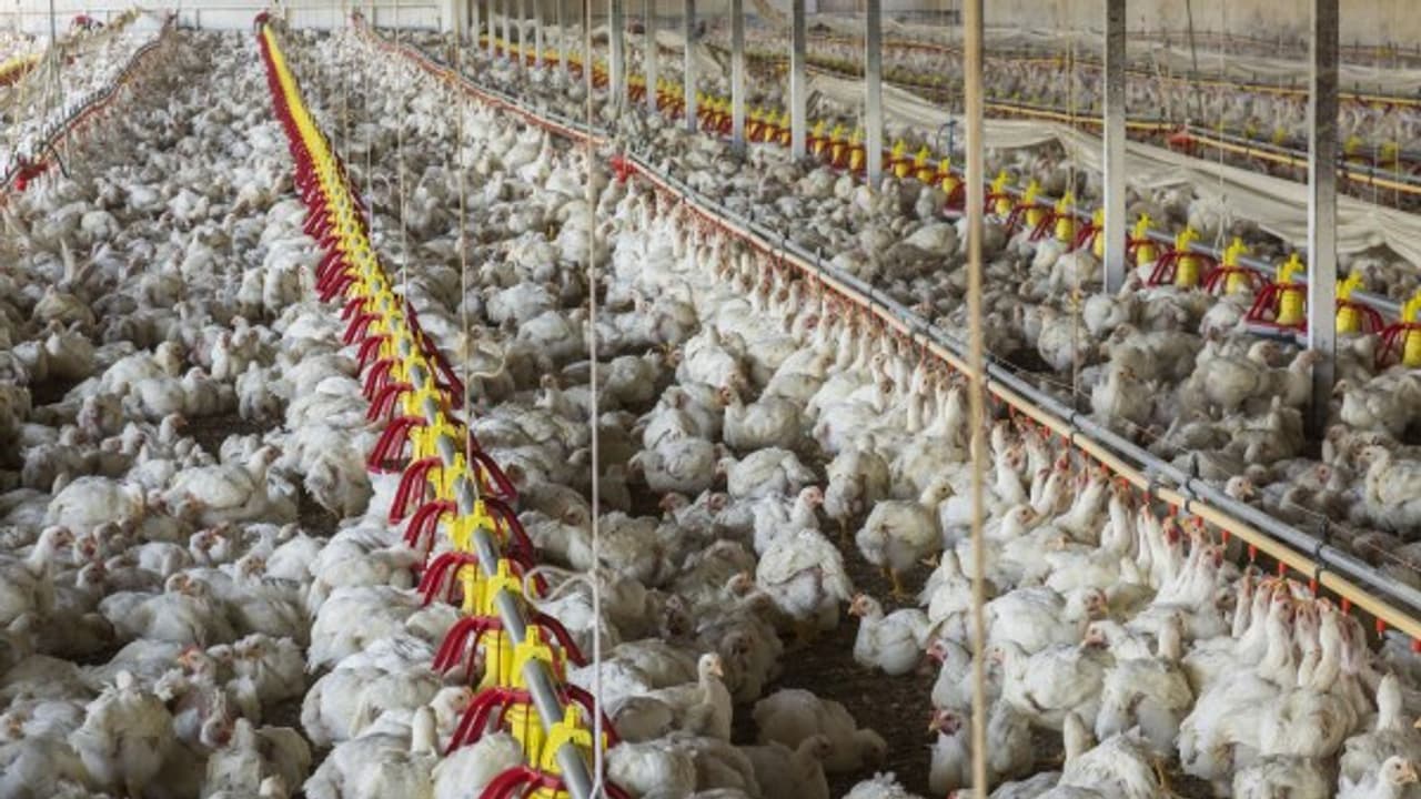 கறிக்கோழி வளர்ப்பு என்றால் என்ன? அதனால் லாபம் கிடைக்குமா? கறிக்கோழி வளர்ப்பு என்றால் என்ன? அதனால் லாபம் கிடைக்குமா?