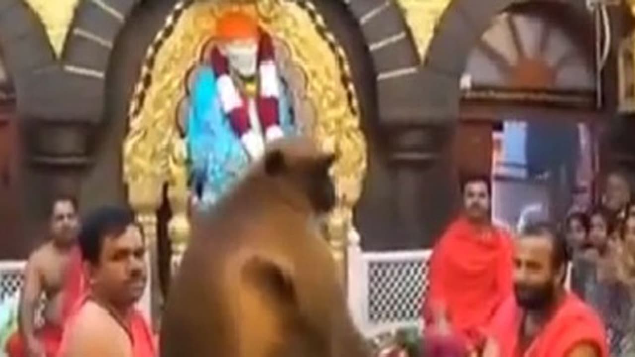 ಶಿರಡಿ ಸಾಯಿಬಾಬಾ ಮಂದಿರಕ್ಕೆ ನಿತ್ಯ ಬರುತ್ತಾನಂತೆ ‘ಹನುಮಂತ’!