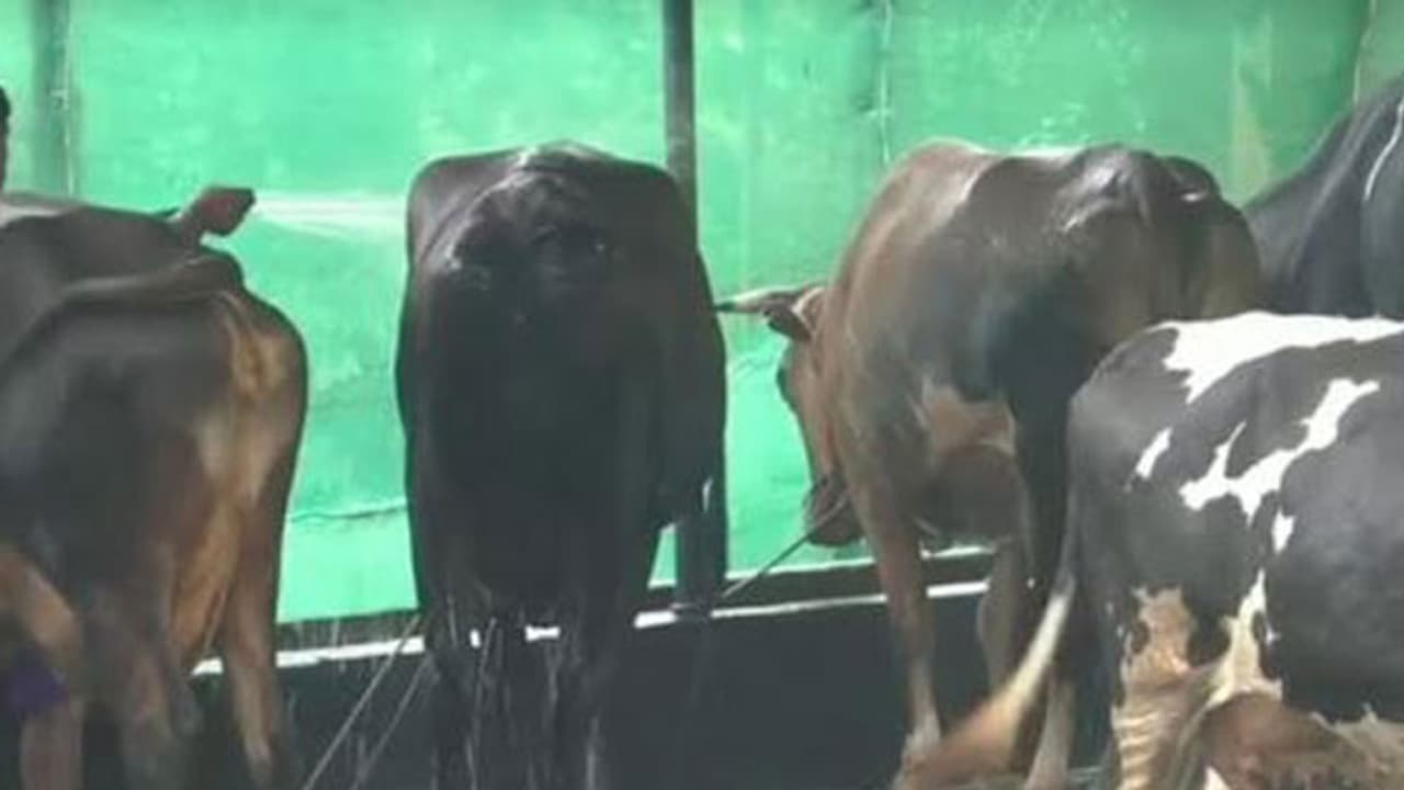 വൃത്തിഹീനമായ സാഹചര്യത്തില് പ്രവര്ത്തിക്കുന്ന ഫാമിനെതിരെ നാട്ടുകാര് രംഗത്ത് വൃത്തിഹീനമായ സാഹചര്യത്തില് പ്രവര്ത്തിക്കുന്ന ഫാമിനെതിരെ നാട്ടുകാര് രംഗത്ത്