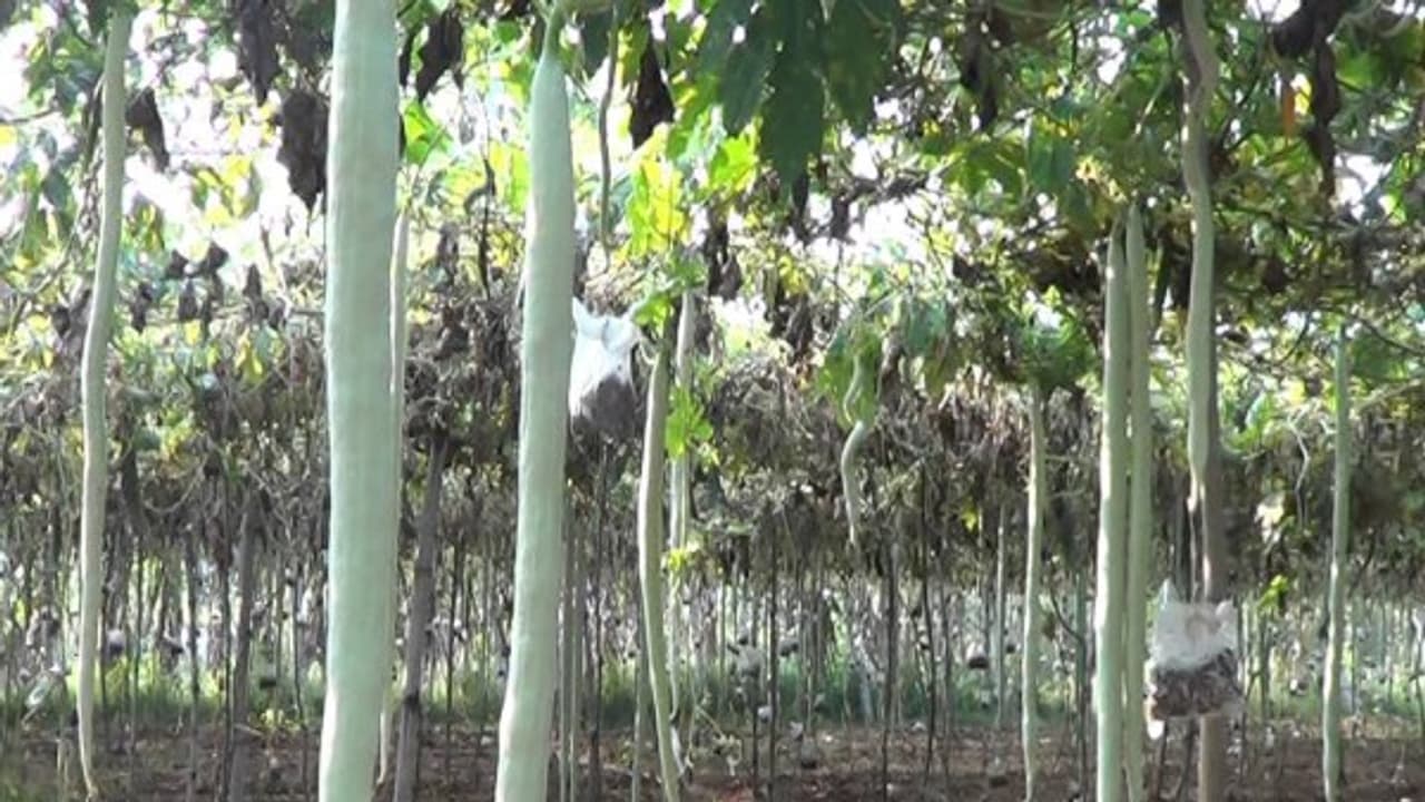 இயற்கை முறையில் புடலை சாகுபடி செய்ய இதுதான் சரியான வழி...