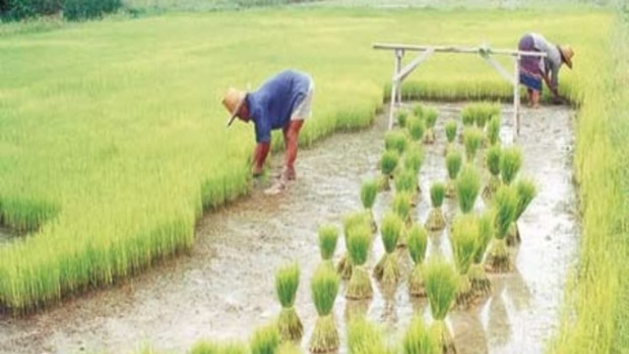 நாற்றங்காலை எப்பவும் இப்படிதான் விதைக்கணும்... ரொம்ப முக்கியமானதுங்க.. நாற்றங்காலை எப்பவும் இப்படிதான் விதைக்கணும்... ரொம்ப முக்கியமானதுங்க..