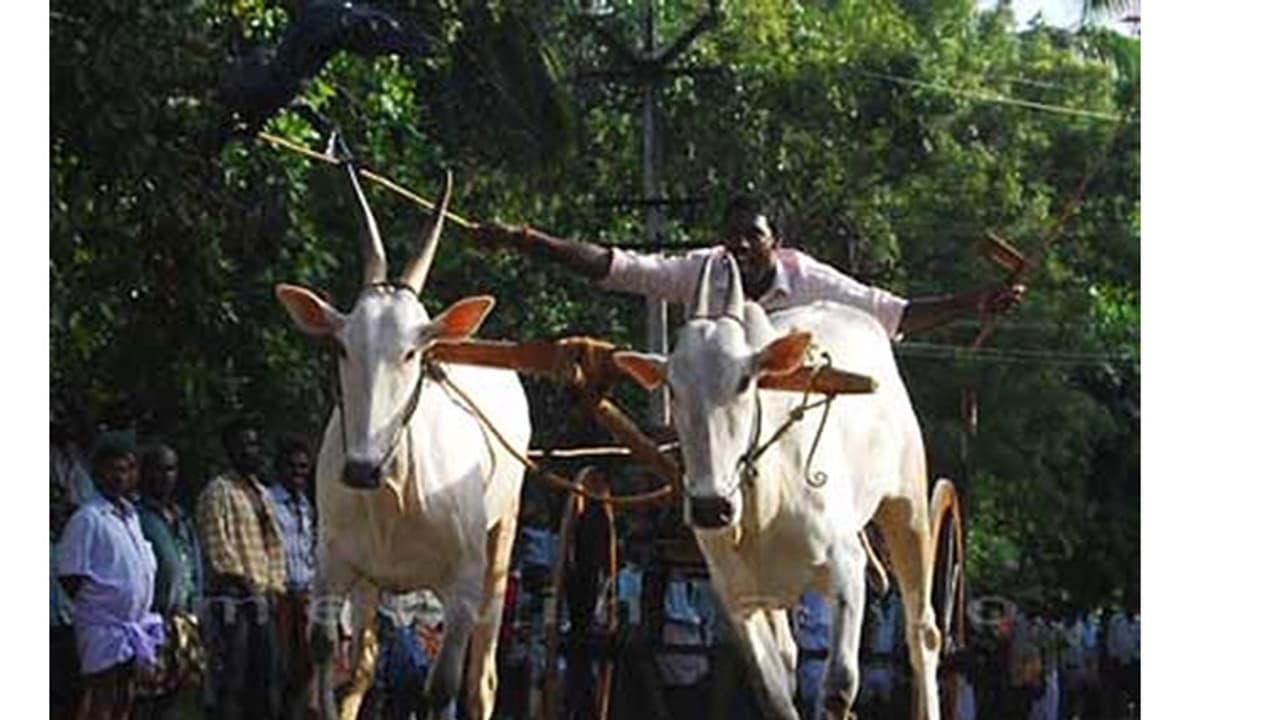 महाराष्ट्र में बैलगाड़ी दौड़ को सुप्रीम कोर्ट ने दी मंजूरी, 2014 में जल्लीकट्टू, बैल दौड़ पर लगाई थी रोक महाराष्ट्र में बैलगाड़ी दौड़ को सुप्रीम कोर्ट ने दी मंजूरी, 2014 में जल्लीकट्टू, बैल दौड़ पर लगाई थी रोक