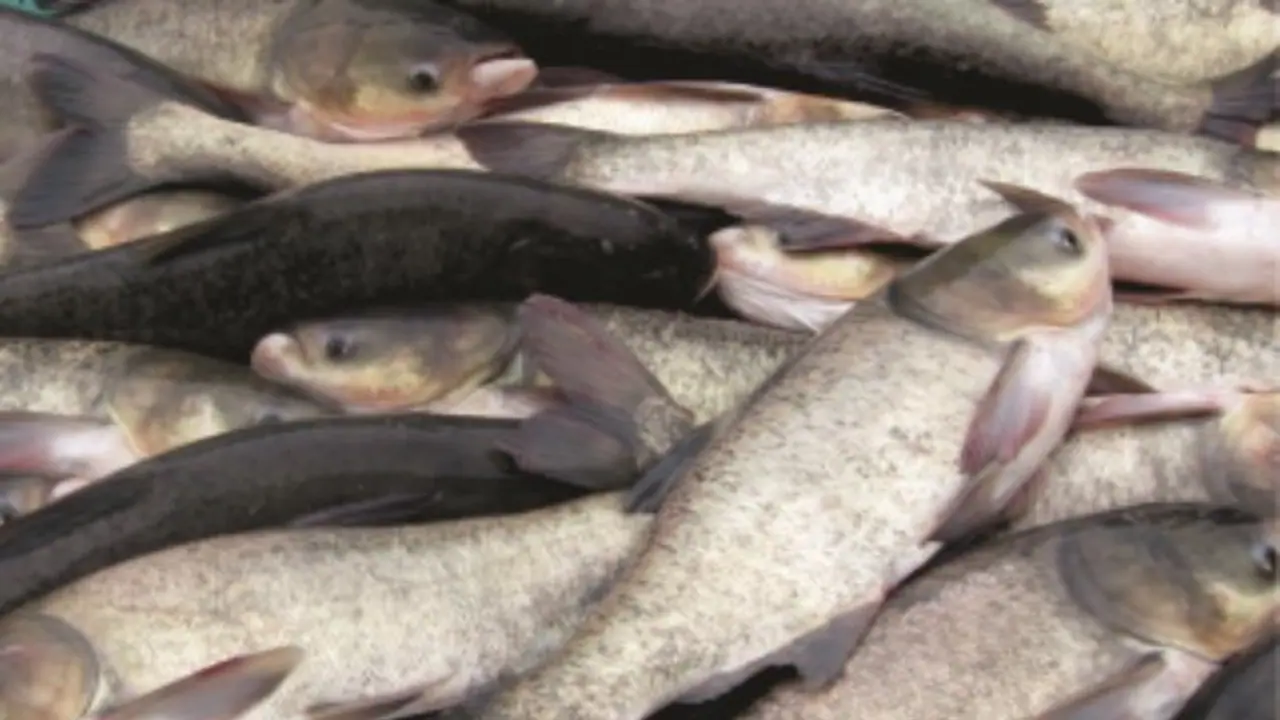 இந்திய பெருங்கெண்டைகளான இந்த மீன்களை பற்றியும் தெரிஞ்சுக்குங்க...