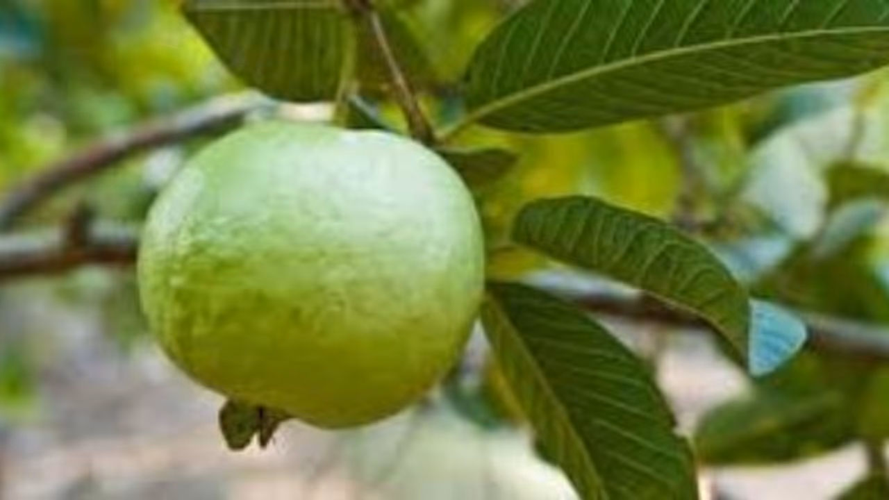 கொய்யாவில் மாவுப்பூச்சியை இப்படியும் கட்டுப்படுத்தலாம்… கொய்யாவில் மாவுப்பூச்சியை இப்படியும் கட்டுப்படுத்தலாம்…