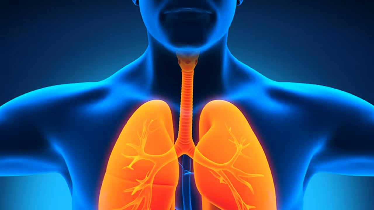 ফুসফুসকে শক্তিশালী করতে মেনে চলুন এই কয়টি টিপস, রোগ থেকে বাঁচতে গড়ে তুলুন প্রতিরোধ ক্ষমতা ফুসফুসকে শক্তিশালী করতে মেনে চলুন এই কয়টি টিপস, রোগ থেকে বাঁচতে গড়ে তুলুন প্রতিরোধ ক্ষমতা