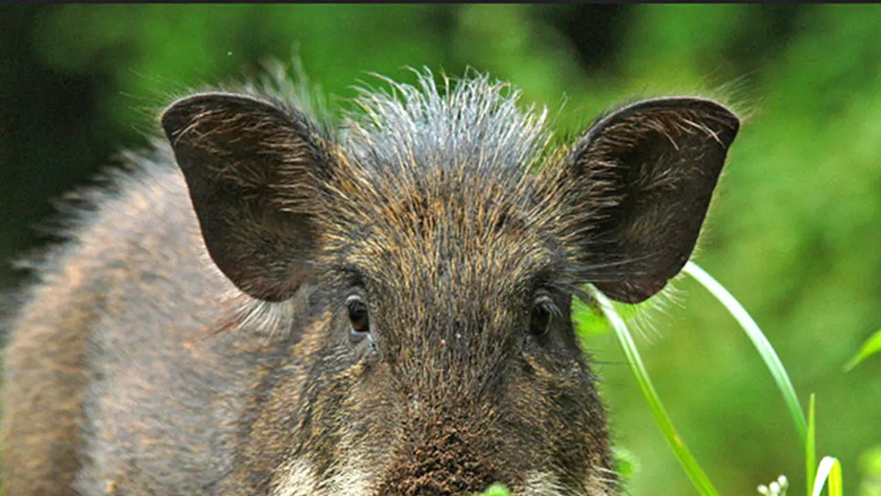 കാട്ടുപന്നിയെ വനംവകുപ്പ് വെടിവച്ചു കൊന്നു; സർക്കാർ ഉത്തരവ് നടപ്പാക്കി കാട്ടുപന്നിയെ വനംവകുപ്പ് വെടിവച്ചു കൊന്നു; സർക്കാർ ഉത്തരവ് നടപ്പാക്കി