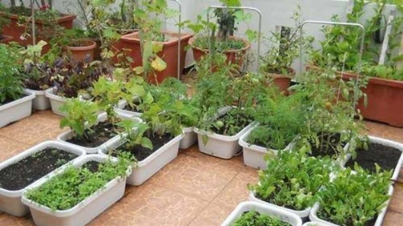 மொட்டை மாடியில் காய்கறிகள் வளர்க்க இப்படி ஒரு சூப்பர் வழி இருக்கு... மொட்டை மாடியில் காய்கறிகள் வளர்க்க இப்படி ஒரு சூப்பர் வழி இருக்கு...