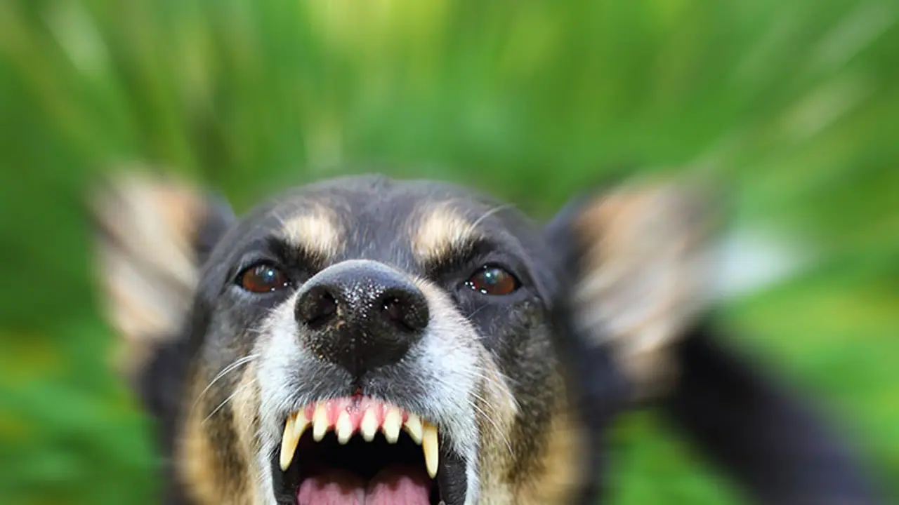 ലൈവ് വാര്‍ത്തയില്‍ ഒരു നായയും; സ്റ്റുഡിയോയില്‍ സംഭവിച്ചത്