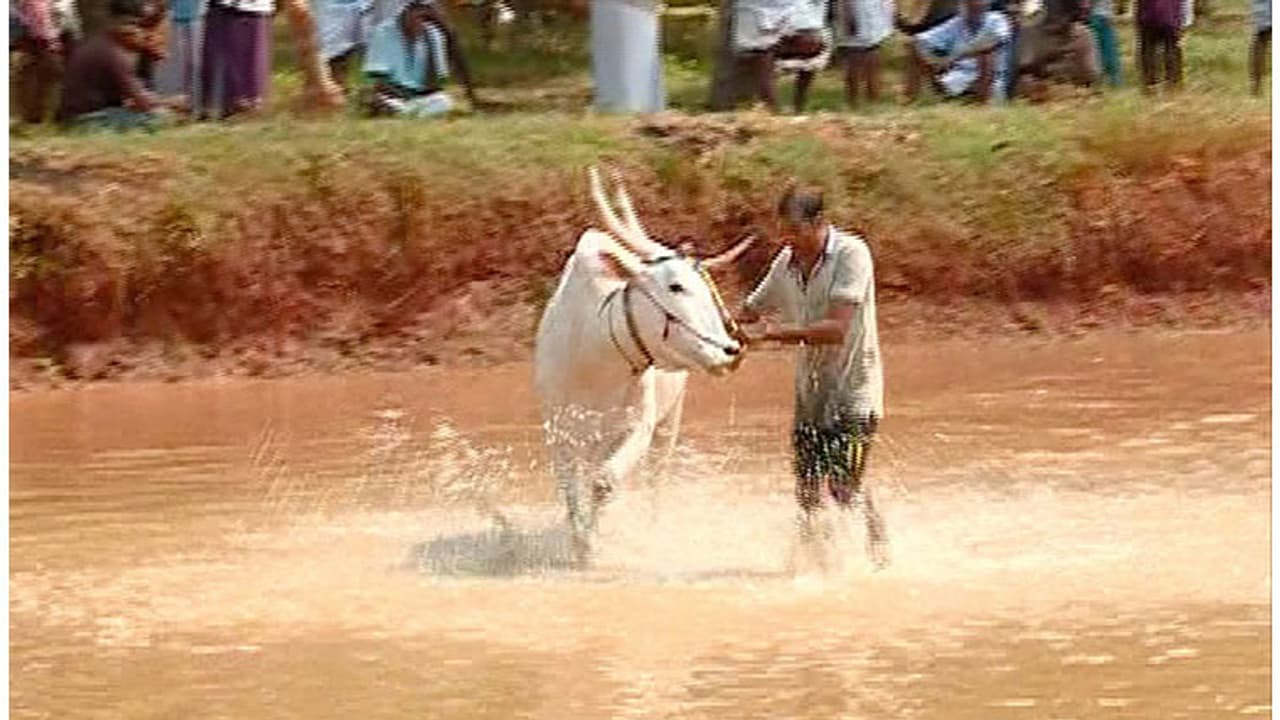 Hundreds defy ban, hold bull race in Kerala's Malappuram Hundreds defy ban, hold bull race in Kerala's Malappuram