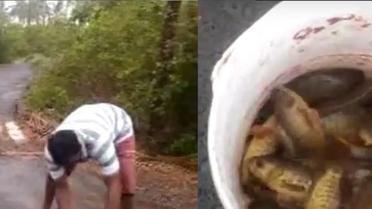 It’s raining fish in Andhra Pradesh (Really) It’s raining fish in Andhra Pradesh (Really)