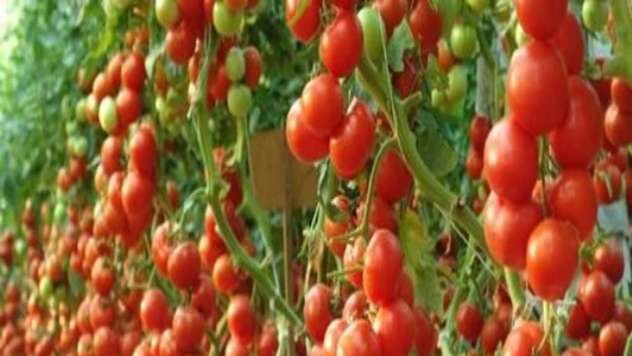 தக்காளியில் நடவு மற்றும் அறுவடை செய்தை தெரிந்து கொள்வது மிக அவசியம்... தக்காளியில் நடவு மற்றும் அறுவடை செய்தை தெரிந்து கொள்வது மிக அவசியம்...