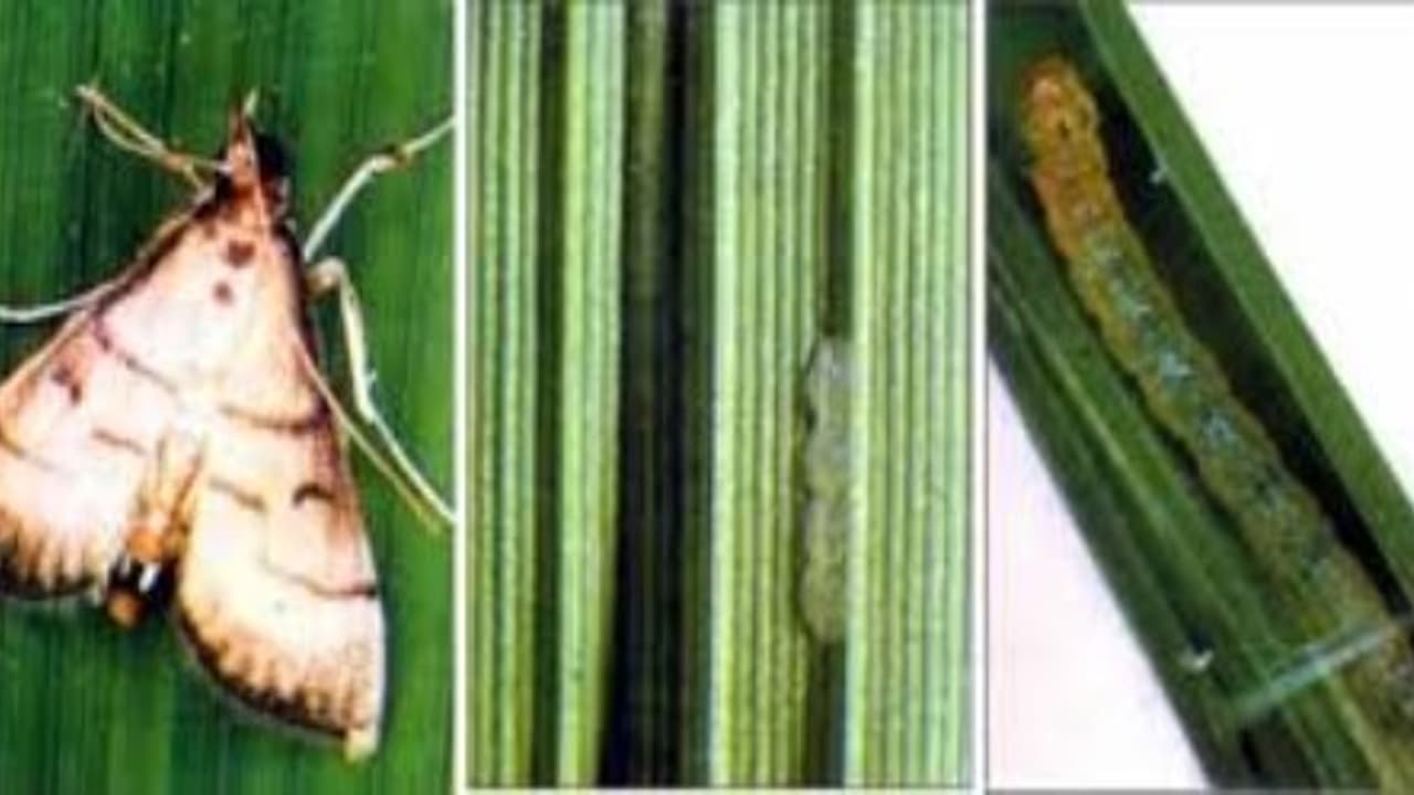 பூச்சிகளை உழவியல் முறையில் கட்டுப்படுத்த சில வழிமுறைகள்… பூச்சிகளை உழவியல் முறையில் கட்டுப்படுத்த சில வழிமுறைகள்…