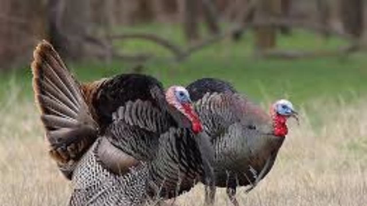 வான்கோழிகளை எப்படி கையாளணும் தெரியுமா? வாசிங்க தெரியும்... வான்கோழிகளை எப்படி கையாளணும் தெரியுமா? வாசிங்க தெரியும்...