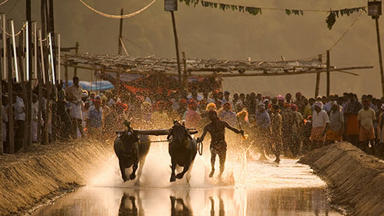 Cabinet approves Kambala bill, to be tabled at Belagavi session Cabinet approves Kambala bill, to be tabled at Belagavi session