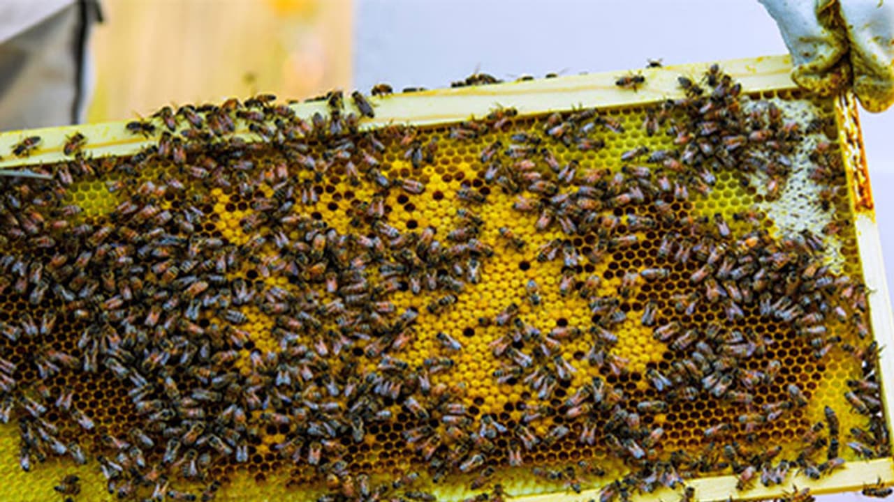 ಜೇನಿನಿಂದ ಕ್ಯಾನ್ಸರ್ ಗಾಯ ಶಮನ