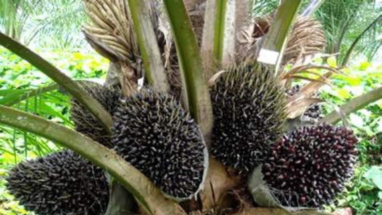 எண்ணெய்ப்பனை பற்றய இந்த விஷயங்களை தெரிஞ்சுக்கிட்டா உங்களின் அடுத்த சாகுபடி அதுதான்... எண்ணெய்ப்பனை பற்றய இந்த விஷயங்களை தெரிஞ்சுக்கிட்டா உங்களின் அடுத்த சாகுபடி அதுதான்...