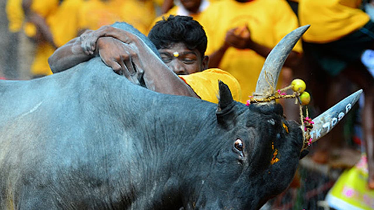 Jallikattu is not only a sport, it has a scientific reason! Jallikattu is not only a sport, it has a scientific reason!