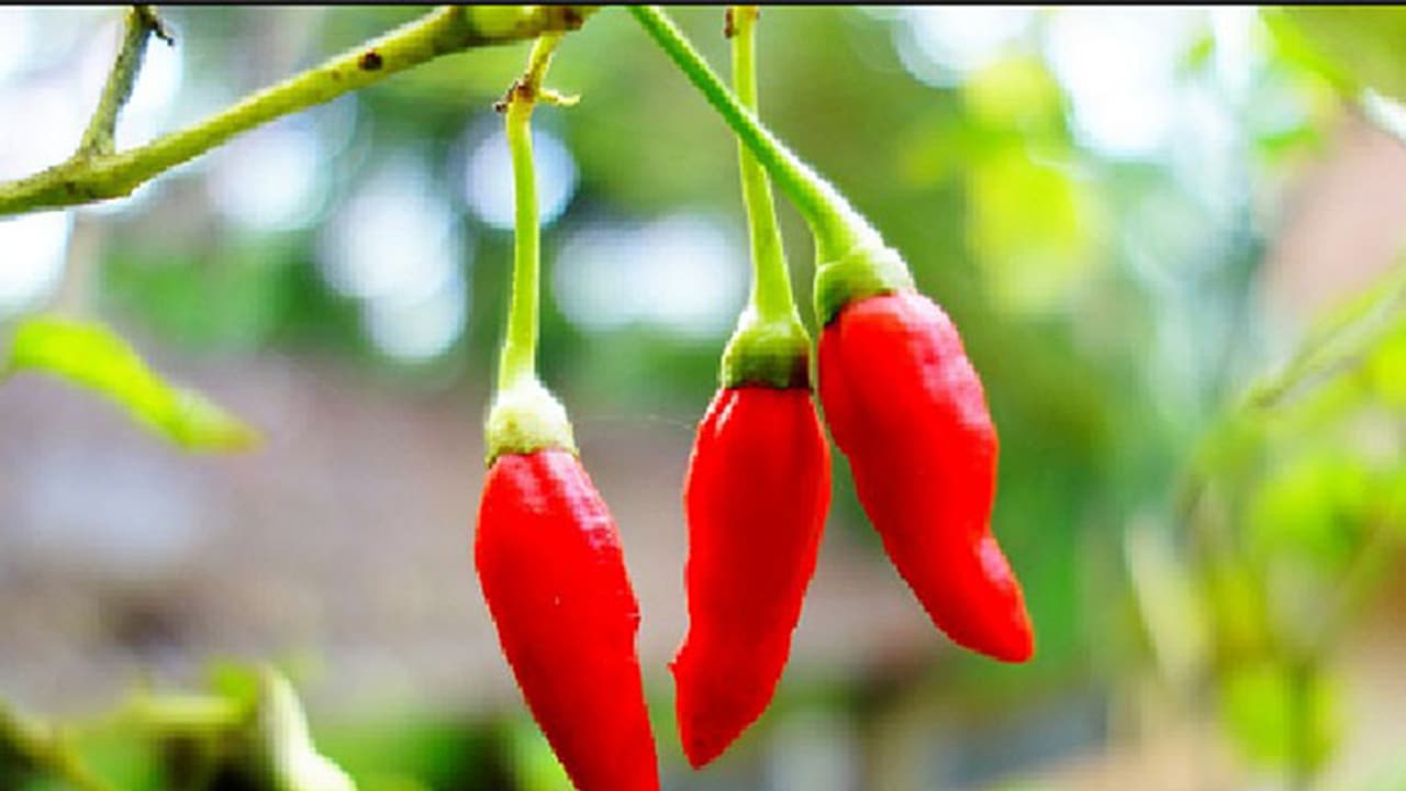 കാന്തരി മുളകിന് 'സ്വര്ണ്ണ വില' കാന്തരി മുളകിന് 'സ്വര്ണ്ണ വില'