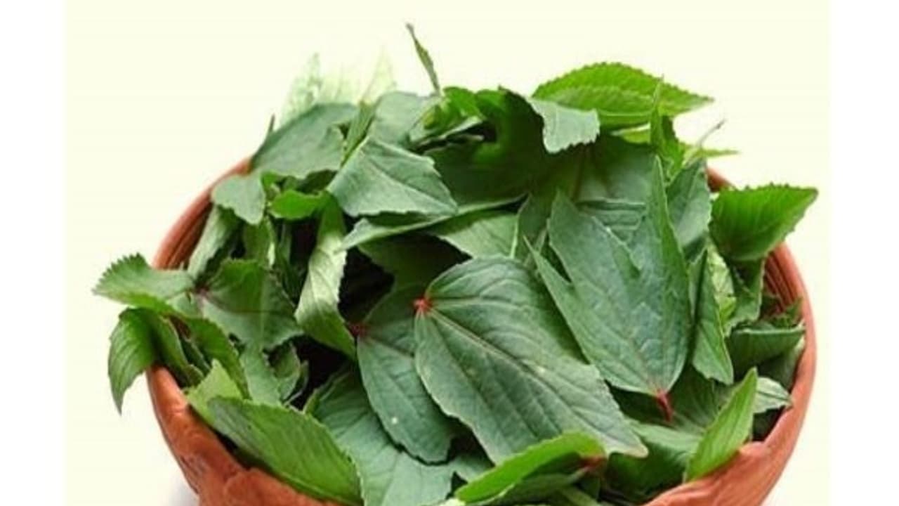 புளிச்சக் கீரையில் அடங்கியுள்ள அற்புத மருத்துவ குணங்கள் இதோ… புளிச்சக் கீரையில் அடங்கியுள்ள அற்புத மருத்துவ குணங்கள் இதோ…