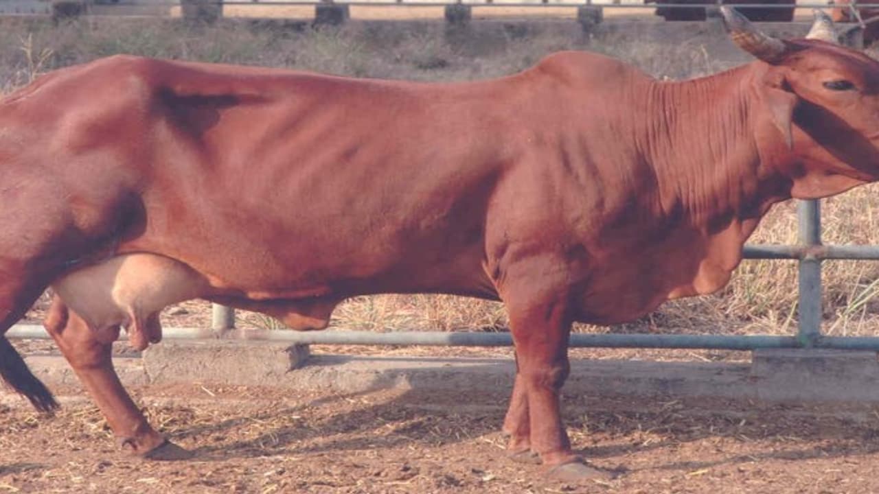 உங்கள் கறவை மாடு சினை பிடிக்கவில்லையா? காரணம் இதுவாகூட இருக்கலாம்… உங்கள் கறவை மாடு சினை பிடிக்கவில்லையா? காரணம் இதுவாகூட இருக்கலாம்…