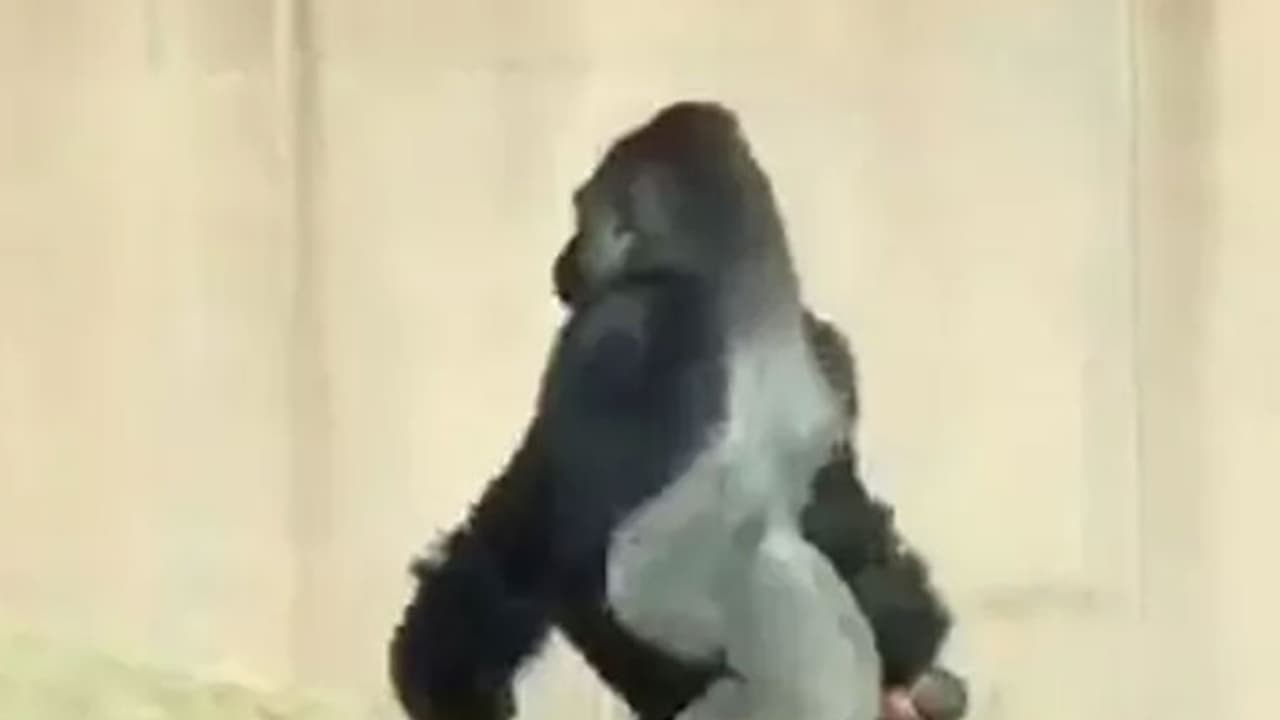 ഈ ഗൊറില്ല മനുഷ്യരെപ്പോലെ നടക്കുന്നതിന് കാരണമുണ്ട് ഈ ഗൊറില്ല മനുഷ്യരെപ്പോലെ നടക്കുന്നതിന് കാരണമുണ്ട്