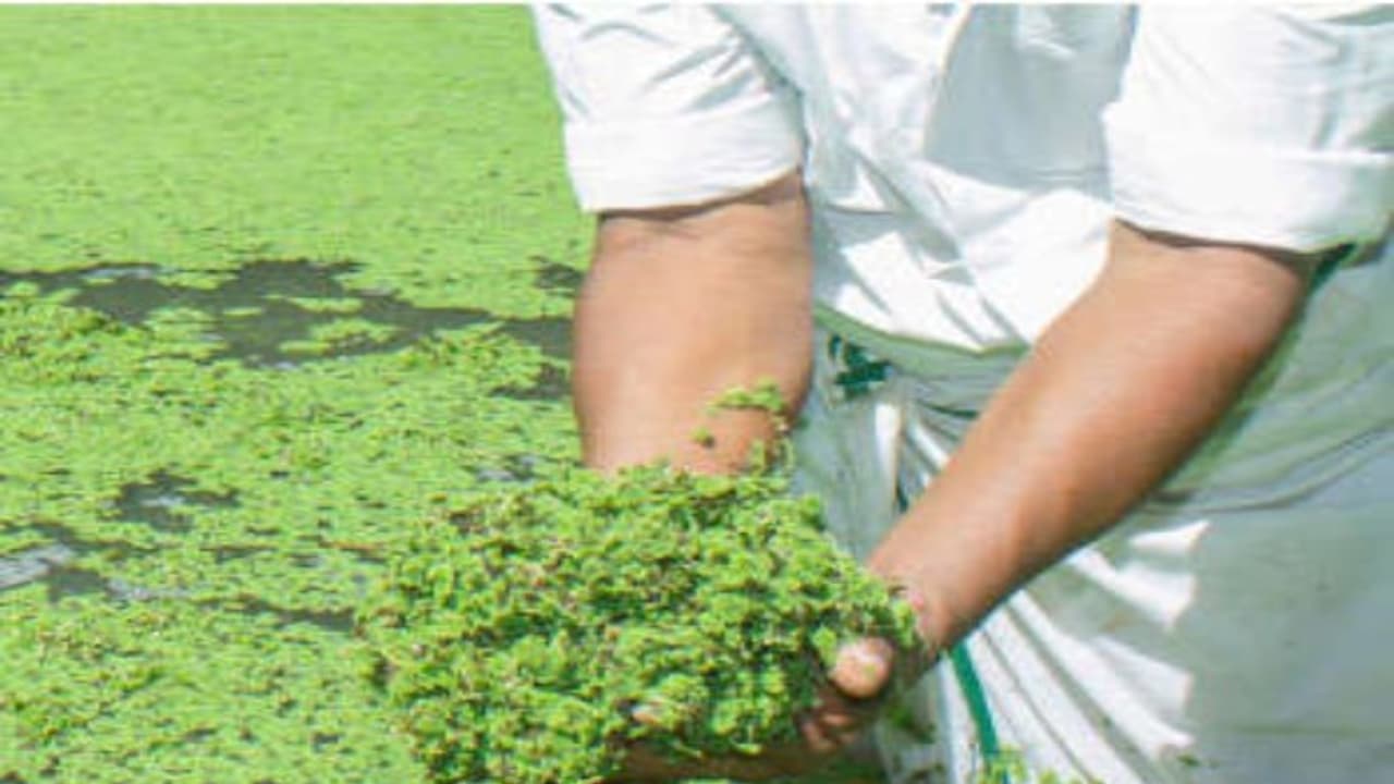 கால்நடைகளுக்கான அற்புதமான புரதச்சத்து உணவு “அசோலா”. ஏன்? கால்நடைகளுக்கான அற்புதமான புரதச்சத்து உணவு “அசோலா”. ஏன்?